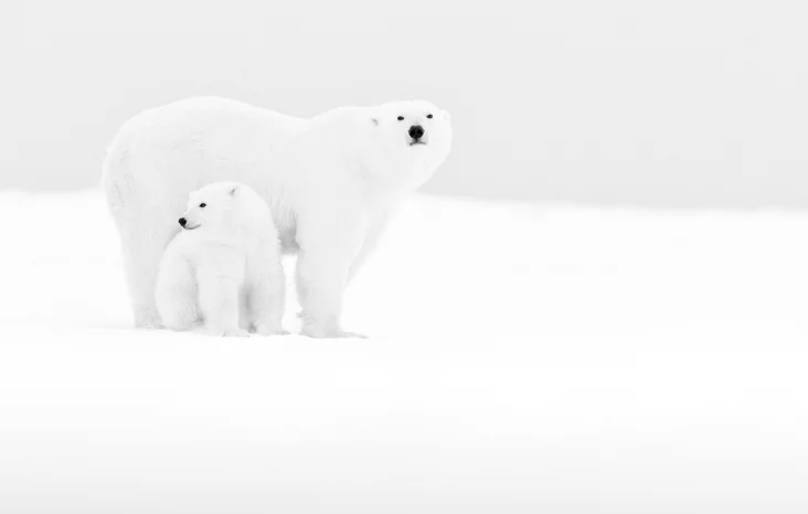 Photo de deux ours polaire en pleine neige