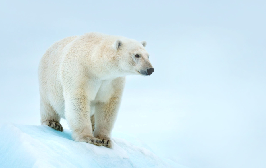 Photo d'un ours blanc dans la brume